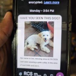 Lost Female Dog last seen Near east 84th street brooklyn ny, Brooklyn, NY 11236