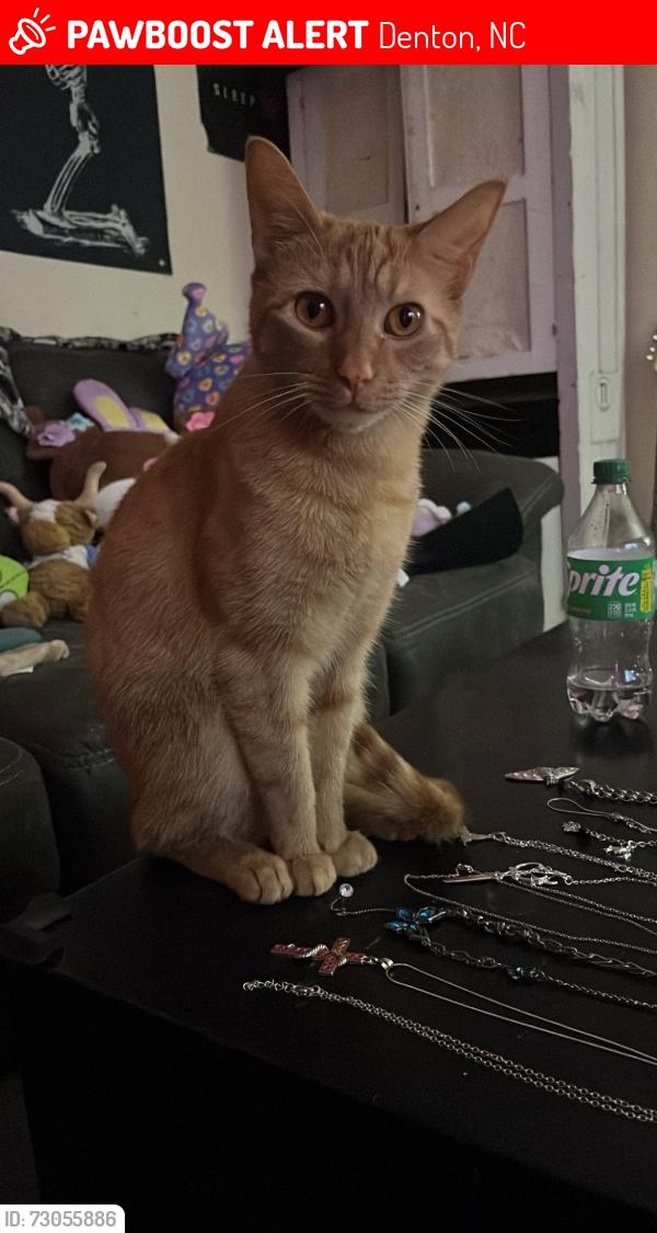 Lost Male Cat last seen Right in front of our hse at 237 Forest Hill Dr, Denton, NC 27239