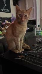 Lost Male Cat last seen Right in front of our hse at 237 Forest Hill Dr, Denton, NC 27239