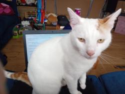 Lost Male Cat last seen Quinton , Quinton, England B32 1ND