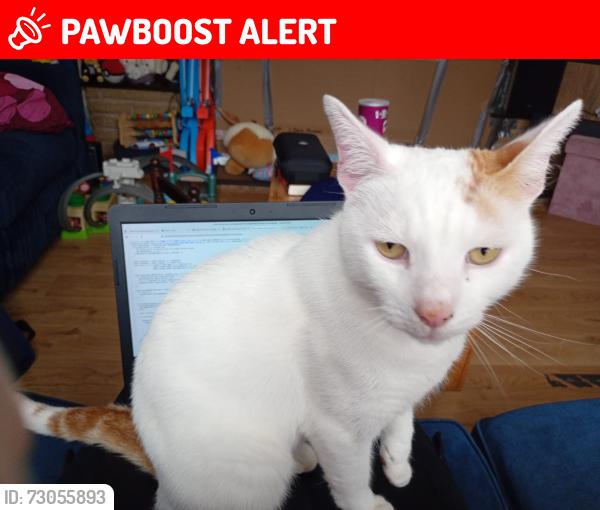 Lost Male Cat last seen Quinton , Quinton, England B32 1ND