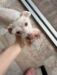 Found/Stray Male Dog last seen Gold Mesa Trail, Houston, TX 77062