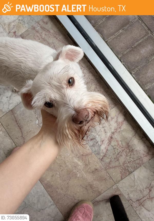 Found/Stray Male Dog last seen Gold Mesa Trail, Houston, TX 77062