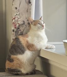 Lost Female Cat last seen Cactus Road, Mechanicsville, VA 23111
