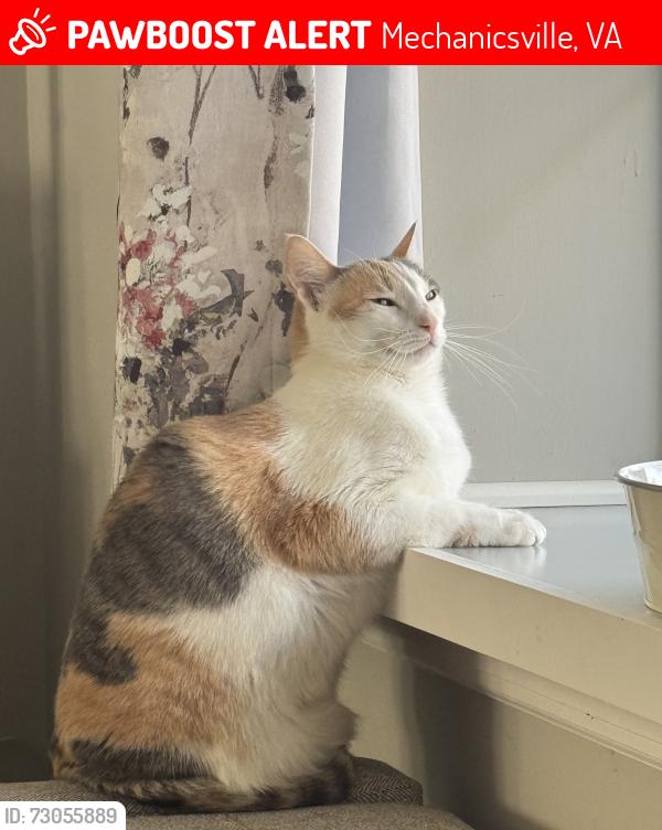 Lost Female Cat last seen Cactus Road, Mechanicsville, VA 23111