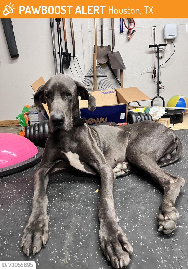 Found/Stray Male Dog last seen By the bayou, Houston, TX 77091