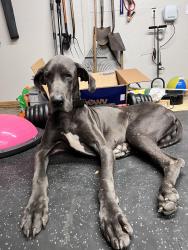 Found/Stray Male Dog last seen By the bayou, Houston, TX 77091