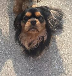 Lost Male Dog last seen Nth of Pokeberry rd and us 25, Sadieville ky, Scott County, KY 40370