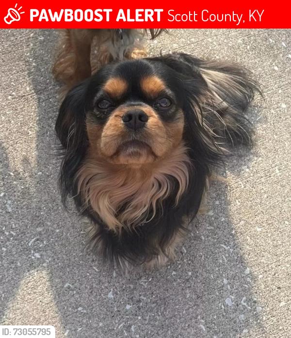 Lost Male Dog last seen Nth of Pokeberry rd and us 25, Sadieville ky, Scott County, KY 40370