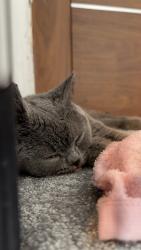 Reunited Female Cat last seen Miller Road, Greater Manchester, England OL8