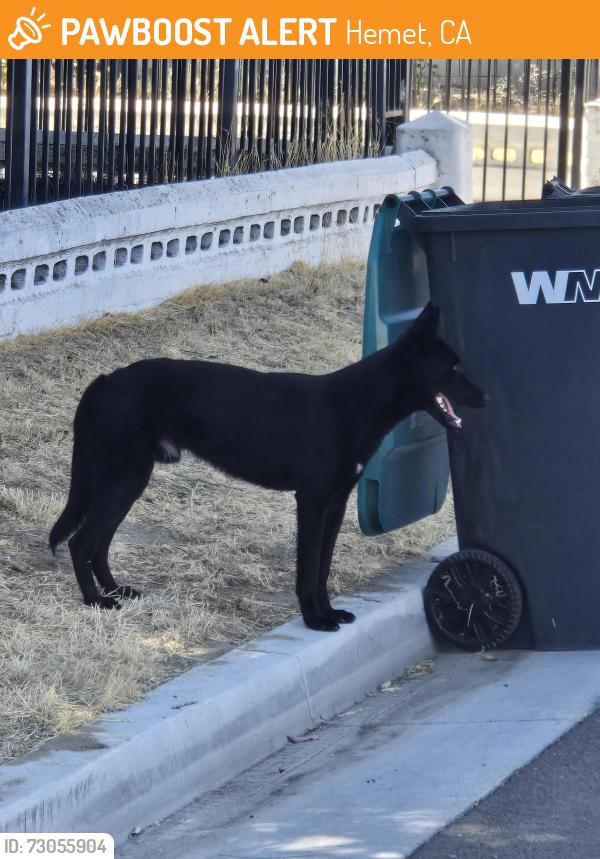 Found/Stray Male Dog last seen Corner stone school, Hemet, CA 92544