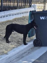 Found/Stray Male Dog last seen Corner stone school, Hemet, CA 92544