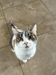 Lost Female Cat last seen Green Valley Plwy and Horizon Ridge, Henderson, NV 89052
