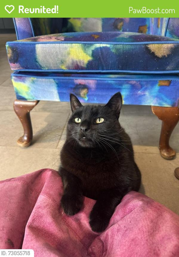 Reunited Male Cat last seen Queens Road , Surrey, England KT13