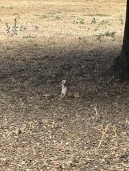 Found/Stray Unknown Dog last seen North Central, Modesto , Modesto, CA 95351