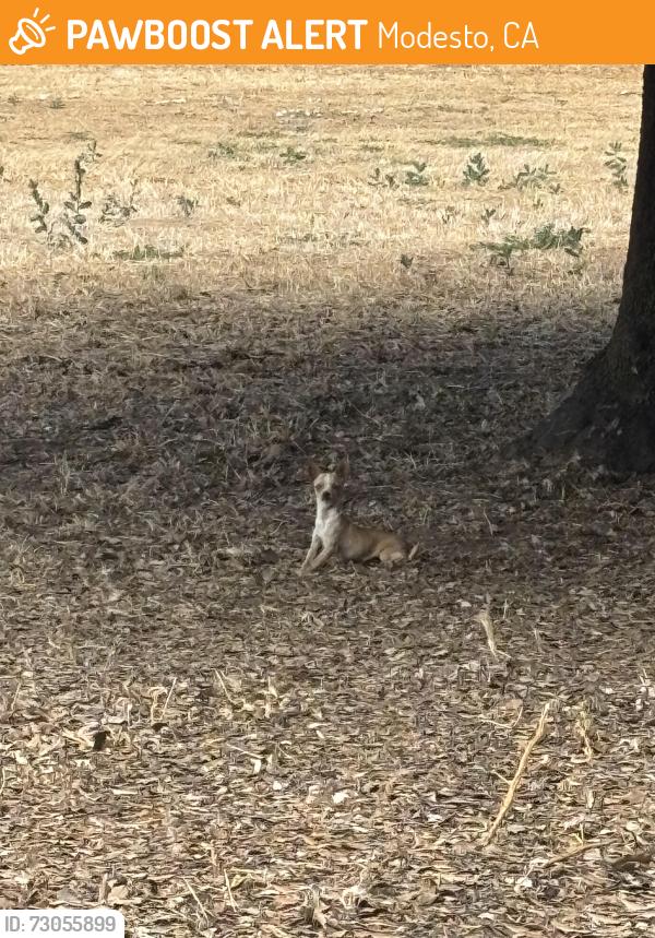 Found/Stray Unknown Dog last seen North Central, Modesto , Modesto, CA 95351