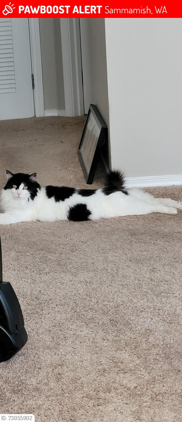 Lost Female Cat last seen Issaquah pine lake rd se, boulder creek apts, Sammamish, WA 98075