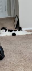 Lost Female Cat last seen Issaquah pine lake rd se, boulder creek apts, Sammamish, WA 98075
