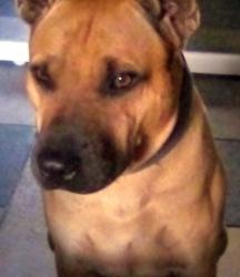 Lost Male Dog last seen School street, Honolulu, HI 96819