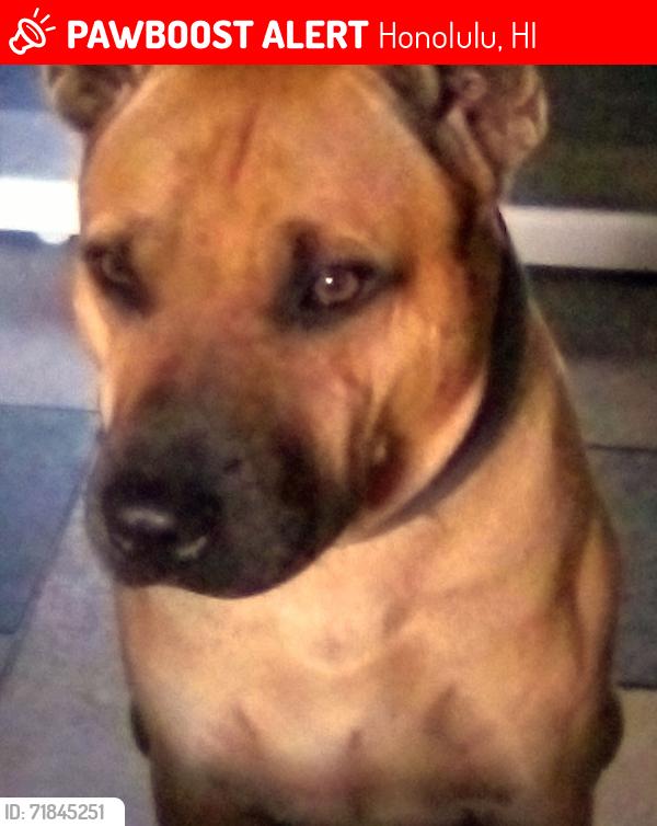 Lost Male Dog last seen School street, Honolulu, HI 96819