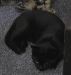Lost Unknown Cat last seen Beverly, Canal Fulton, OH 44614