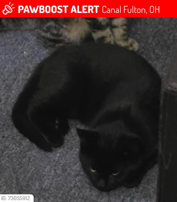 Lost Unknown Cat last seen Beverly, Canal Fulton, OH 44614