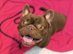 Shelter Stray Male Dog last seen , 3201 Lacy St, Los Angeles, CA 90031, USA