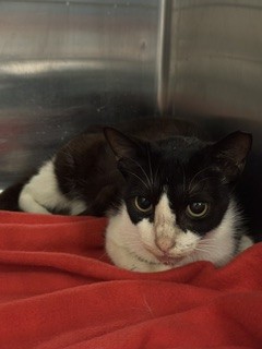 Shelter Stray Female Cat last seen Near BLOCK BISCAYNE BLVD, 3599 NW 79th Ave, Doral, FL 33122, USA