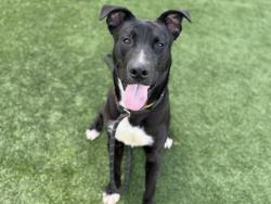 Shelter Stray Male Dog last seen , 3201 Lacy St, Los Angeles, CA 90031, USA