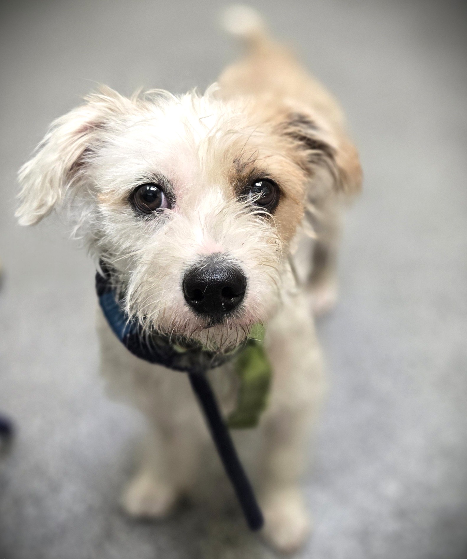 Shelter Stray Male Dog last seen , 3201 Lacy St, Los Angeles, CA 90031, USA