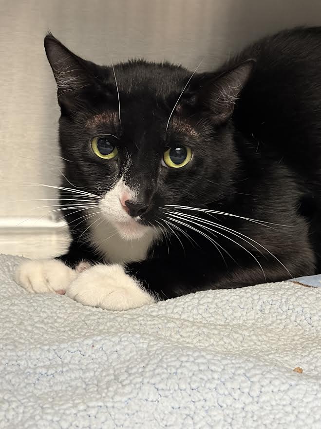 Shelter Stray Female Cat last seen , 11361 W Pico Blvd, Los Angeles, CA 90064, USA