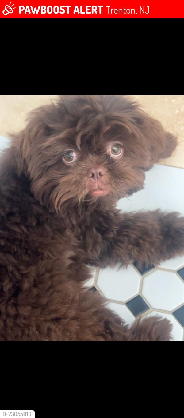 Lost Male Dog last seen Morningside Drive , Trenton, NJ 08618