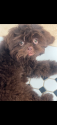 Lost Male Dog last seen Morningside Drive , Trenton, NJ 08618