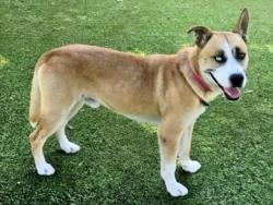 Shelter Stray Male Dog last seen , 14409 Vanowen St, Van Nuys, CA 91405, USA