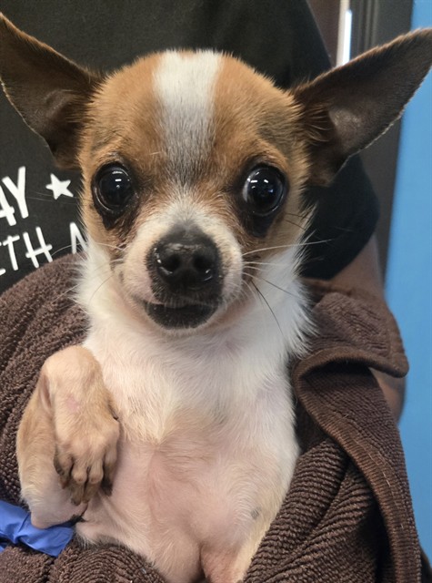 Shelter Stray Male Dog last seen CANYON TRAIL AVE BAKERSFIELD, 201 S Mt Vernon Ave, Bakersfield, CA 93307, USA