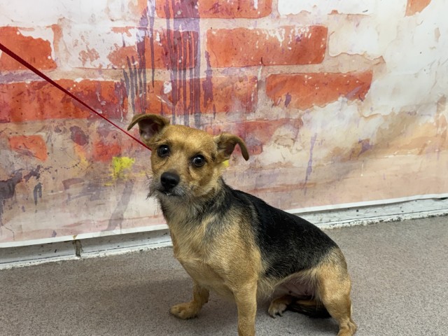 Shelter Stray Female Dog last seen Near BLOCK W LOUISE ST, 333 Chandler Pl, San Bernardino, CA 92408, USA