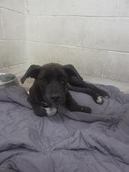 Shelter Stray Female Dog last seen RIVERWALK DR, 333 Chandler Pl, San Bernardino, CA 92408, USA