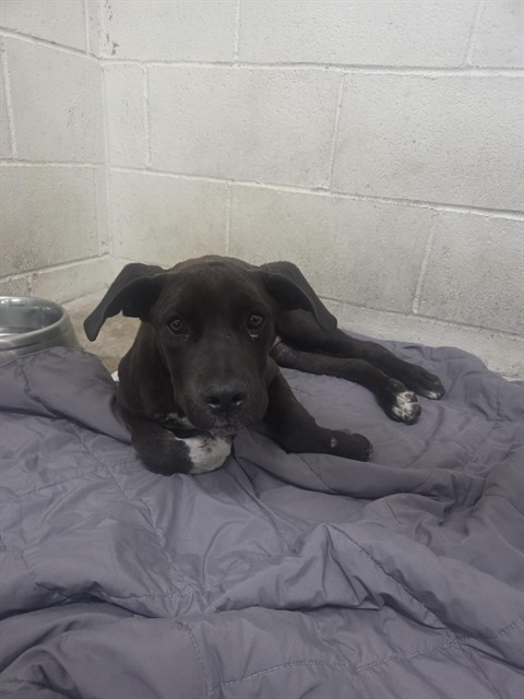 Shelter Stray Female Dog last seen RIVERWALK DR, 333 Chandler Pl, San Bernardino, CA 92408, USA