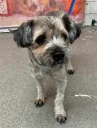 Shelter Stray Female Dog last seen IDYLLWILD AND WEDGEWOOD, 333 Chandler Pl, San Bernardino, CA 92408, USA