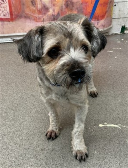 Shelter Stray Female Dog last seen IDYLLWILD AND WEDGEWOOD, 333 Chandler Pl, San Bernardino, CA 92408, USA