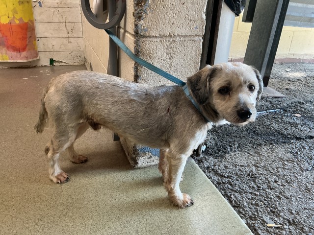 Shelter Stray Male Dog last seen IDYLLWILD AND WEDGEWOOD, 333 Chandler Pl, San Bernardino, CA 92408, USA