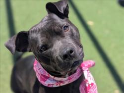 Shelter Stray Female Dog last seen , 957 N Gaffey St, San Pedro, CA 90731, USA