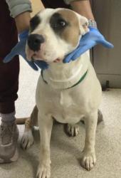 Shelter Stray Female Dog last seen PENNY DR / RUTLAND AVE, RIVERSIDE CA, 6851 Van Buren Boulevard, Jurupa Valley, CA 92509, USA