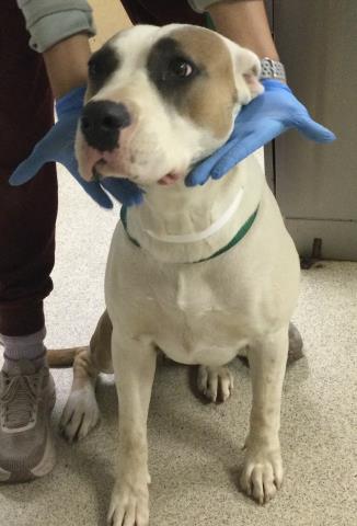 Shelter Stray Female Dog last seen PENNY DR / RUTLAND AVE, RIVERSIDE CA, 6851 Van Buren Boulevard, Jurupa Valley, CA 92509, USA