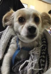 Shelter Stray Female Dog last seen Near BLOCK TEMESCAL RD, AGUANGA CA 92536, 6851 Van Buren Boulevard, Jurupa Valley, CA 92509, USA