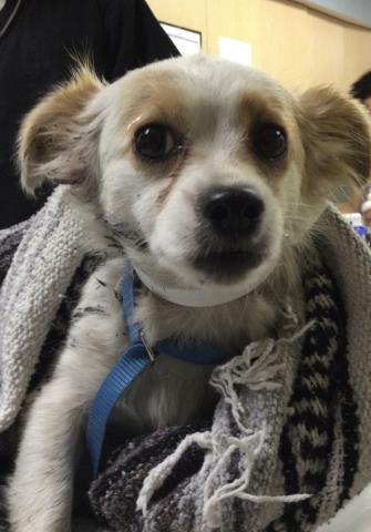 Shelter Stray Female Dog last seen Near BLOCK TEMESCAL RD, AGUANGA CA 92536, 6851 Van Buren Boulevard, Jurupa Valley, CA 92509, USA