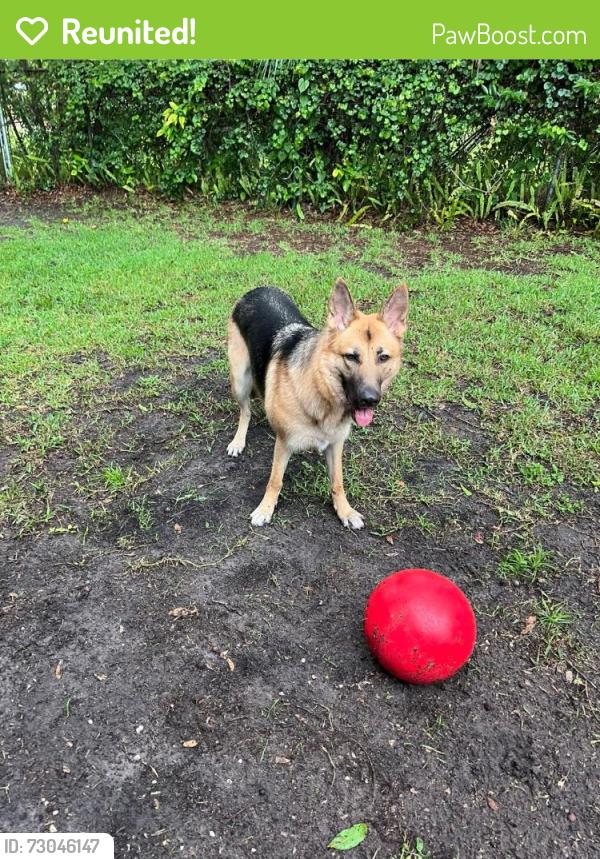Reunited Female Dog last seen SW 5th street and ceiatus, Cape Coral, FL 33991