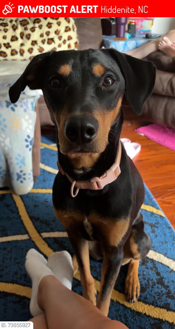 Lost Female Dog last seen Cheatham ford Old mountain rd hwy 64/90, Hiddenite, NC 28636
