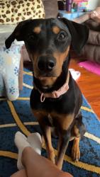 Lost Female Dog last seen Cheatham ford Old mountain rd hwy 64/90, Hiddenite, NC 28636