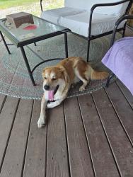 Found/Stray Female Dog last seen Greene RD 516 and Hwy 34 E, Marmaduke, AR, Marmaduke, AR 72443